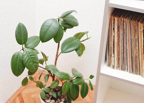 تصفیه هوای خانه با گیاهان
